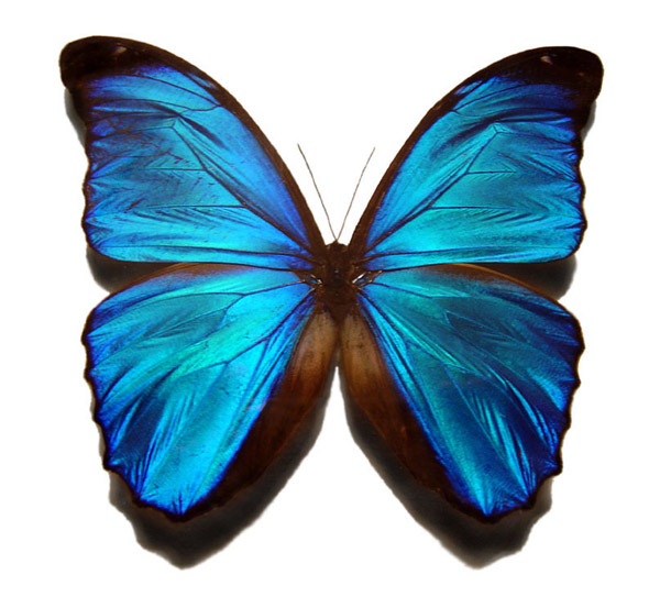 Farfalla della specie Blue Morpho