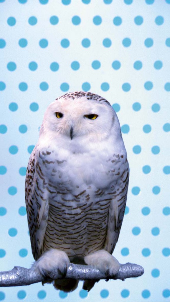 KOOL. Snowy Owl, 2006. Music by Carl Maria von Weber, arranged by Peter Cerone