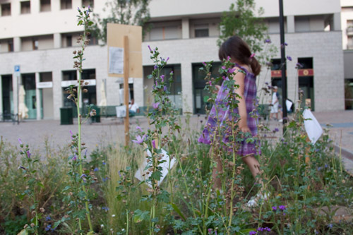 Malva. Spazio Growing Green in Piazza E. Berlinguer, Milano, Luglio 2012 Foto di Francesca Dainotto