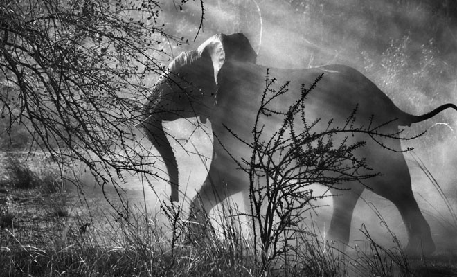 Sebastiao Salgado. Genesi