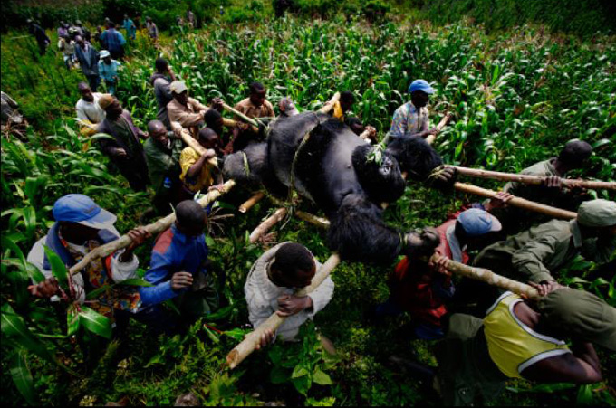 Brent Stirton, Reportage by Getty Images
