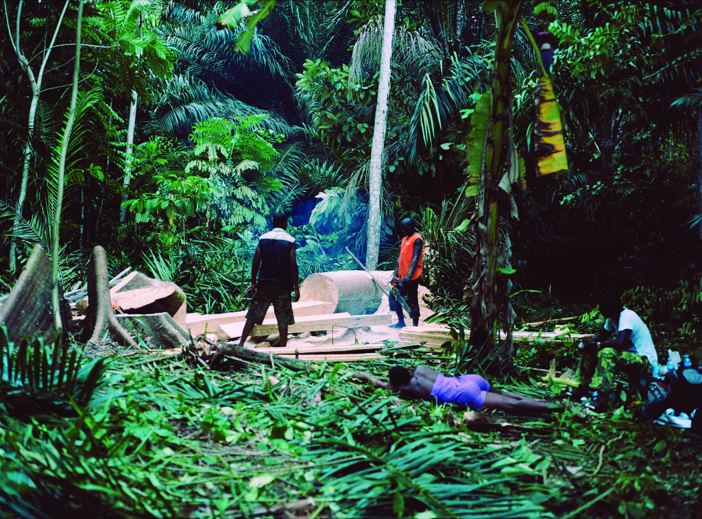 João Maria Gusmão + Pedro Paiva, Falling Trees, 2014. 16mm film, colour, no sound, 8’55’’ Produced by Fondazione HangarBicocca, Milan. Courtesy the artists, Fondazione HangarBicocca, Milan and Galeria Fortes Vilaça, São Paulo; Galeria Graça Brandão, Lisboa; Sies + Höke, Düsseldorf; ZERO…, Milano