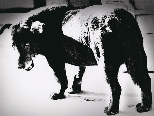 Daido Moriyama. Stray Dog, Misawa, 1971 fotografia b/n, courtesy l’artista 