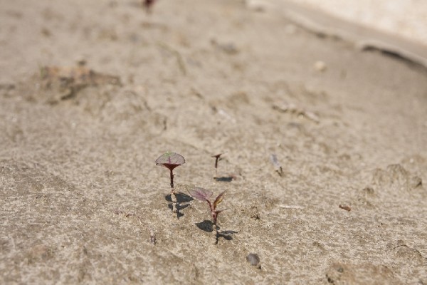 Critical Art Ensemble, Sterile Field, 2014, installazione ambientale; terra con trattamento Roundup Ready/soil