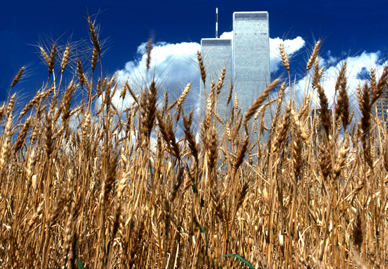 Wheatfield - A Confrontation, 1982, Battery Park Landfill, New York City. Copyright Agnes Denes. Courtesy Leslie Tonkonow Artworks + Projects, New York