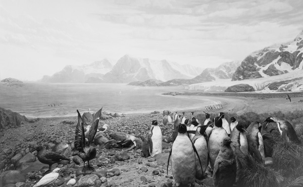 Hiroshi Sugimoto Birds of the South Georgia, 2012 stampa ai sali d’argento, 119,5x184,5 cm courtesy l’artista  