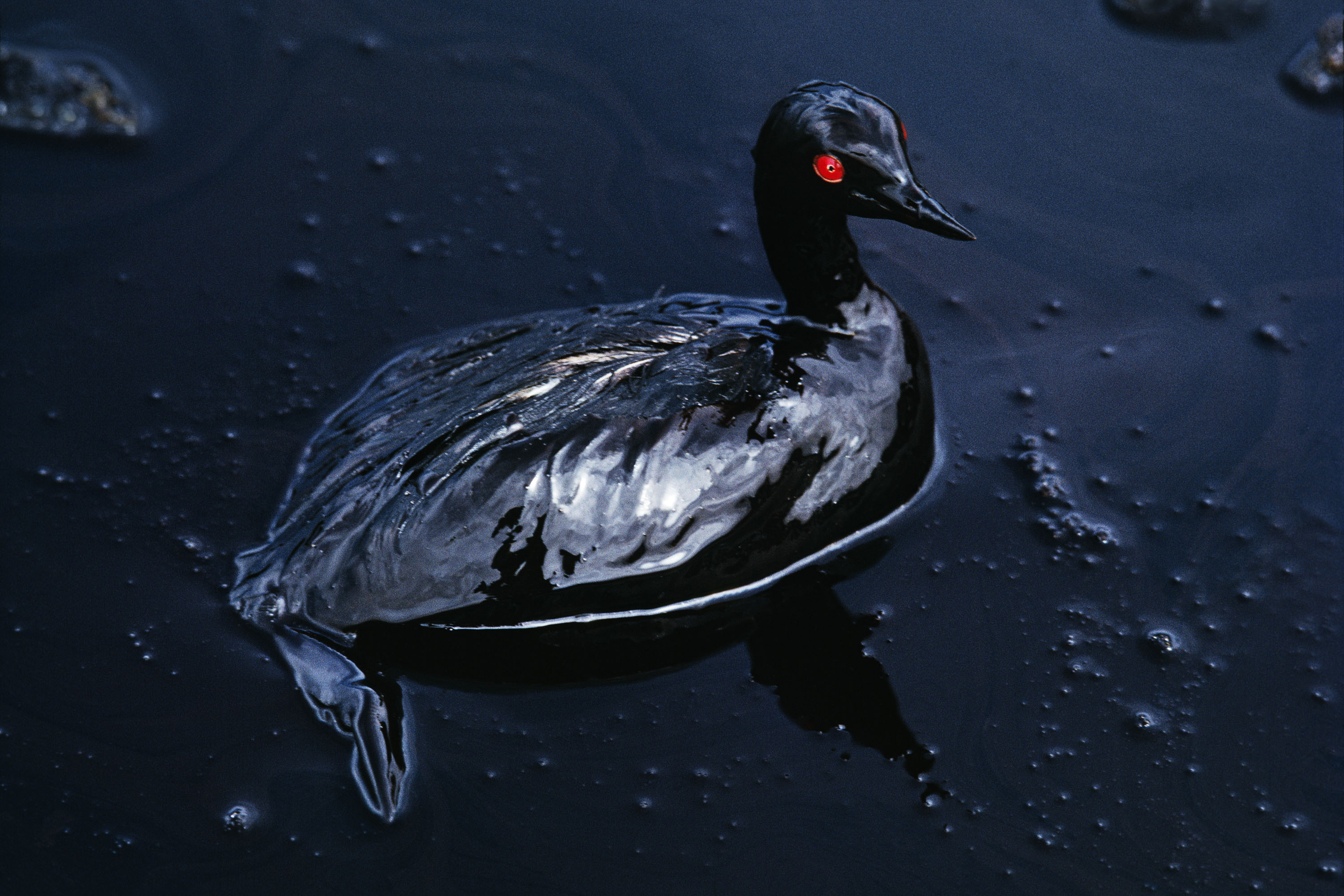 Steve McCurry, Bird dying in an oil spill off the coast of Saudi Arabia, 1991 Copyright Steve McCurry