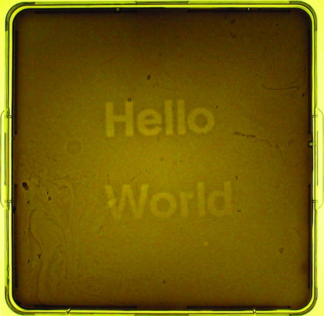 Jeff Tabor, Randy Rettberg, Hello World, biologia sintetica, 2004, biofilm realizzato presso l’Università di Austin (foto: courtesy degli autori).
