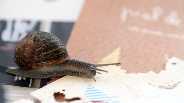 Joan Fontcuberta, Gastropoda, video still. 2013 