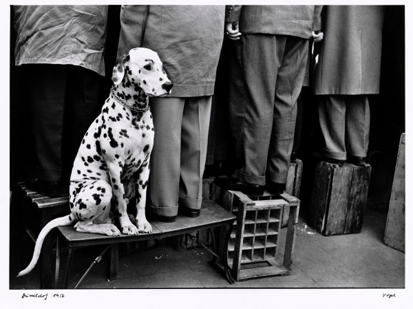 Walter Vogel, Dalmatiner ... Kein Interesse an Fußball, Düsseldorf, 1956  © Walter Vogel